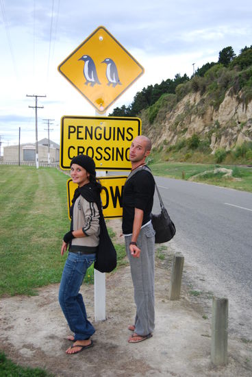 ...war wirklich so!! Knapp 300 Pinguine kamen am Abend vom Meer ins Gestrueb und einige verirrten sich dann auch noch in der Stadt....