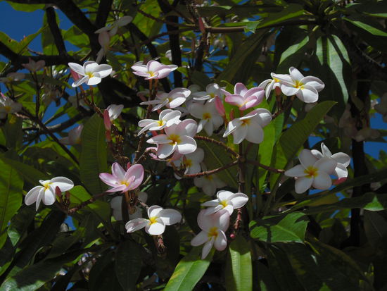 frangipani