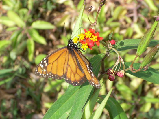 fauna im madidi nationalpark