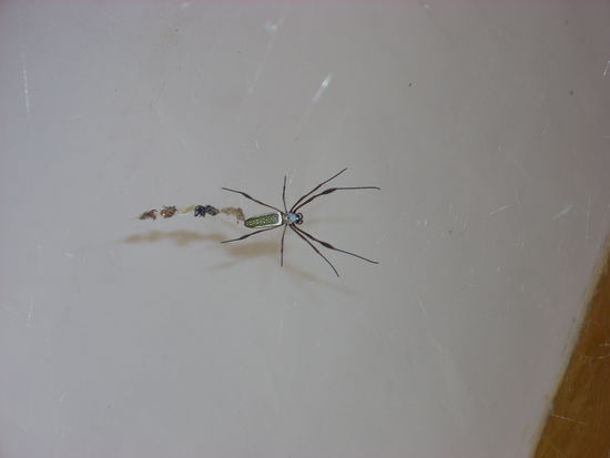 spinne in unterkunft statt nationalpark