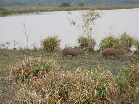 capybaras