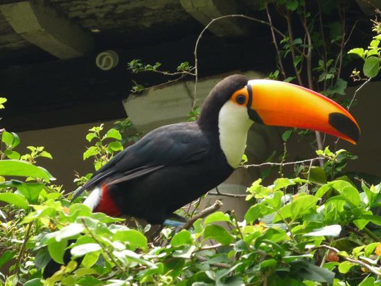 ich hab' 'nen schoenen schnabel