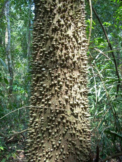 stacheliger zeitgenosse