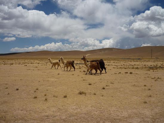llamas im gleichschritt