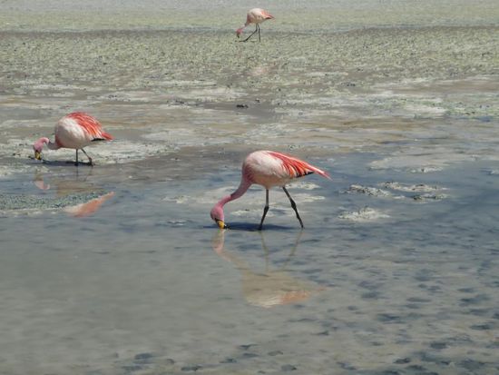 rosa flamingos in laguna hedionda