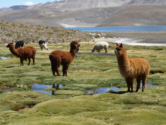 braune langhalslangbeinschafe