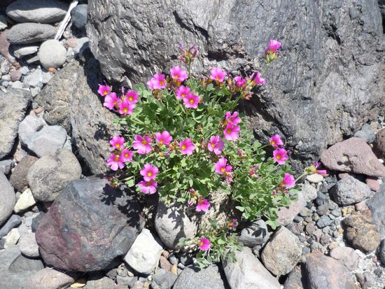 fruehlingsbergblumen