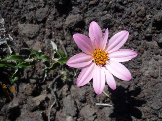 zarte schoenheit auf kargem grund