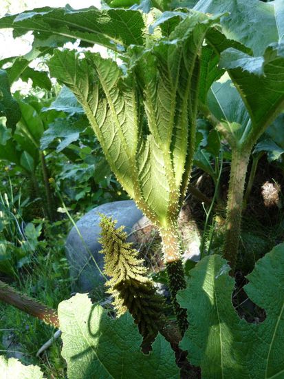 urzeitliche pflanzengewaechse