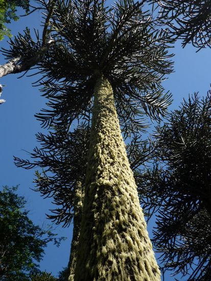 majestaetische araukarie