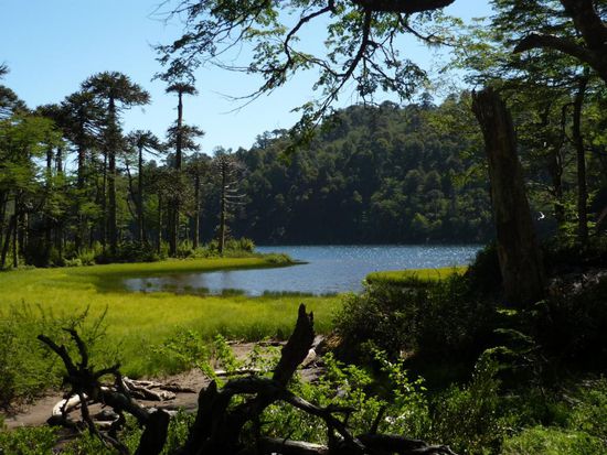 lagune im parque huerquehue