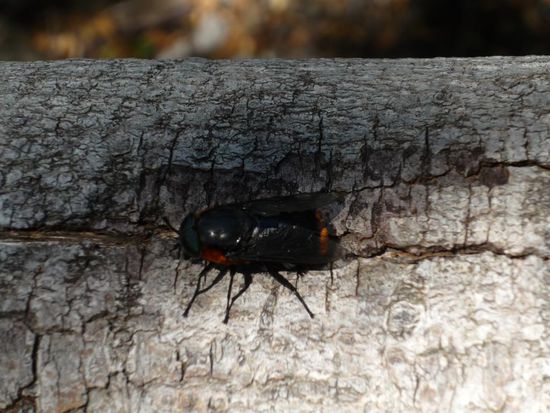 coliguacho, huebsch aber plagegeist
