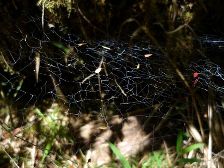 anarchistisches spinnennetz