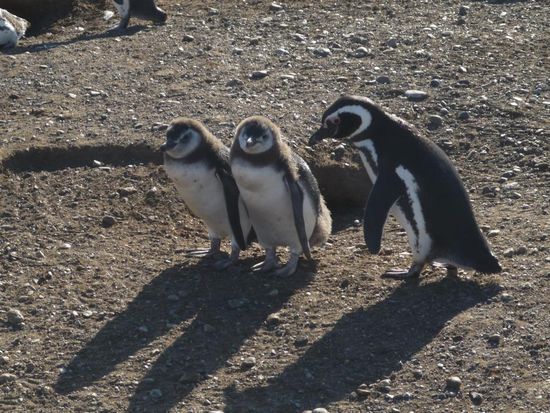 ... und dass ihr mir nicht wieder den lehrer mit schneebaellen bewerft