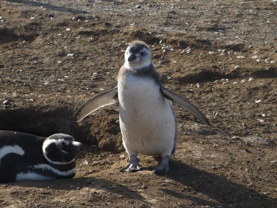 sooooooo einen grossen fisch habe ich heute gefangen