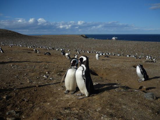 pinguinkolonie isla magdalena