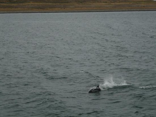 delphin in der magallanstrasse