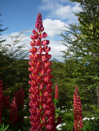 auch so weit im sueden blueht es