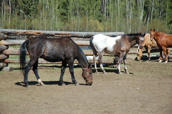 Billy und Buddy warten auf die Touristen Greenhörner