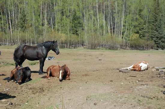 Das Pferdeleben ist schön hier