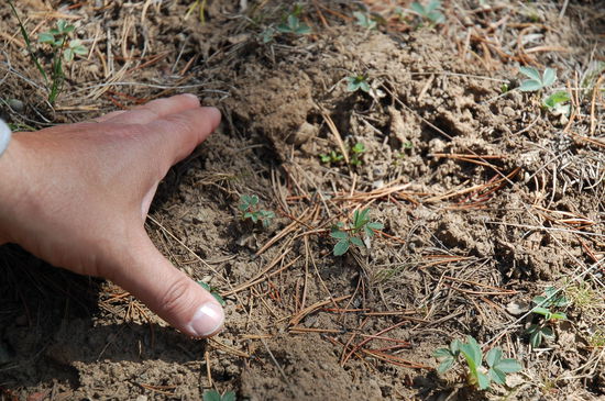 Wow ... eine Bärenspur!