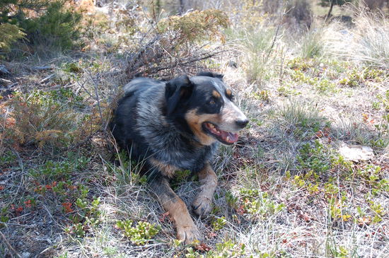 Pal, einer der Ranch-Hunde