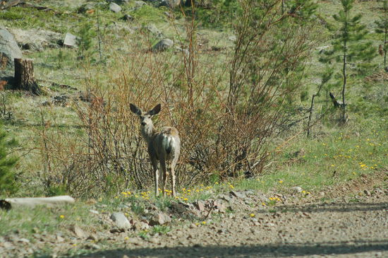 Wir sehen unterwegs viele Tiere wie Rehe...