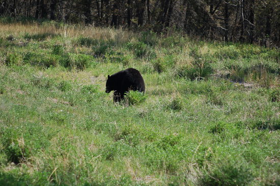 und Kühe ... öhm Bären...