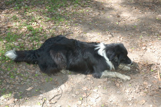 Hallo Ihr Beiden! Bitte mal Stöckchen tschutten!