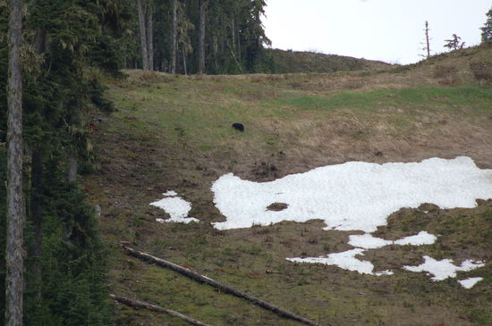 Skipiste mit "klein wenig" Bär