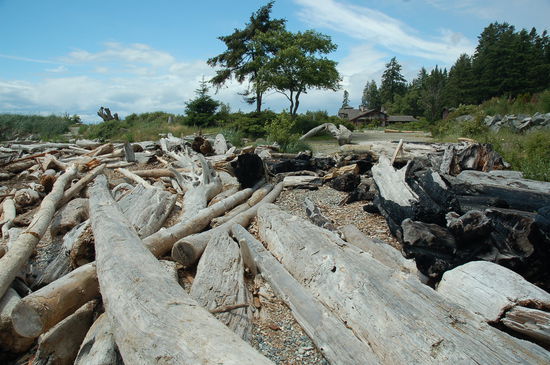 Soviel angeschwemmtes Holz...