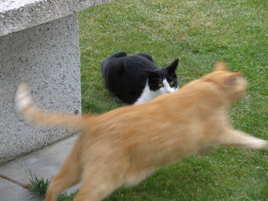 Yoyo im Hintergrund mit unserem roten Fidji