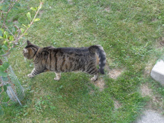 Und Roli, der dritte im Bund