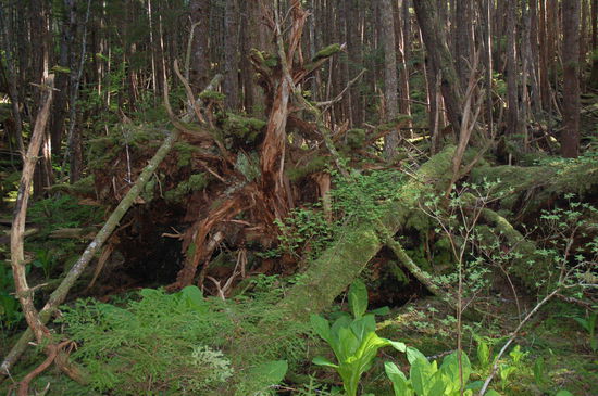 Ein märchenhafter Wald