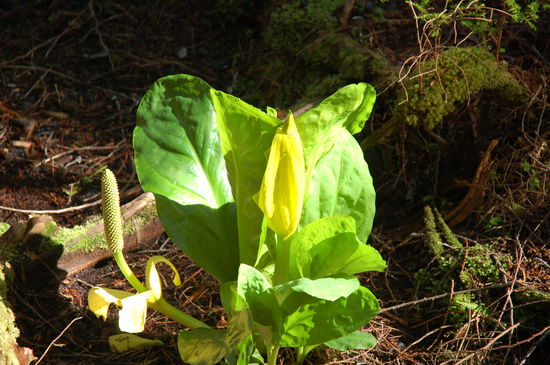 Der Skunk Cabbage ist wirklich eine Nummer für sich...