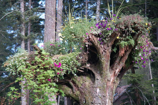 Ein Baum der ausgegraben und verkehrt wieder eingepflanzt wird. Wie originell...