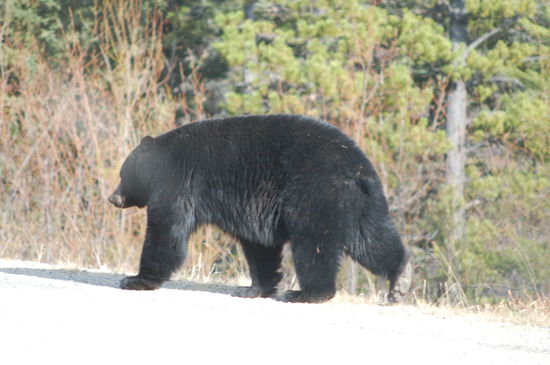 Der König der Wildnis - er ignoriert uns...