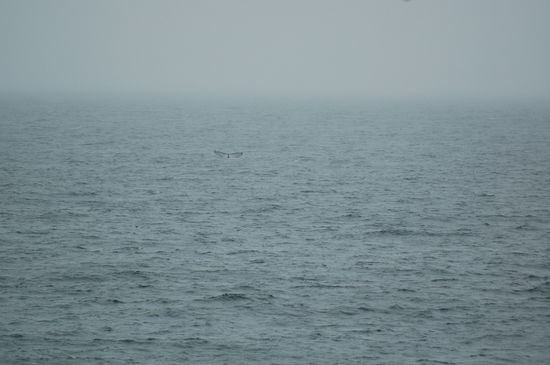 Yeah ... ein Wal entschwindet in die Tiefe!