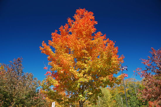 So ein Baum zuhause im Garten wäre der Hit!