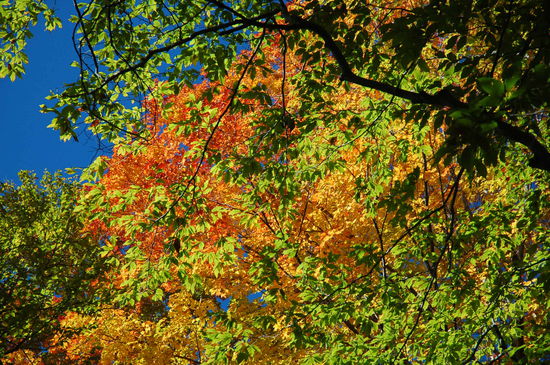 eine herrliche Wanderung durch einen herrlichen Wald