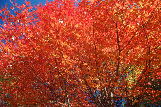 Sind das herrliche Herbstfarben?