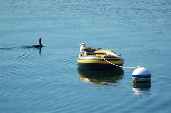 So süss: Möwe mit eigenem Gummiboot