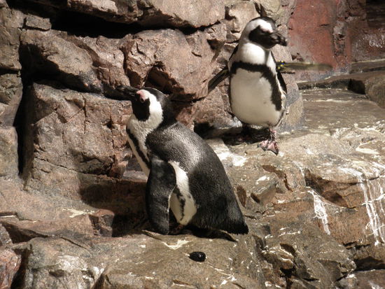 Die sind vielleicht putzig