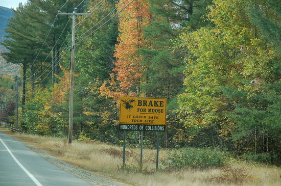 wir würden sofort bremsen ... leider sehen wir keine Elche!