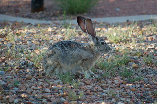 Wieder gibt es Besuch von süssen Hasen