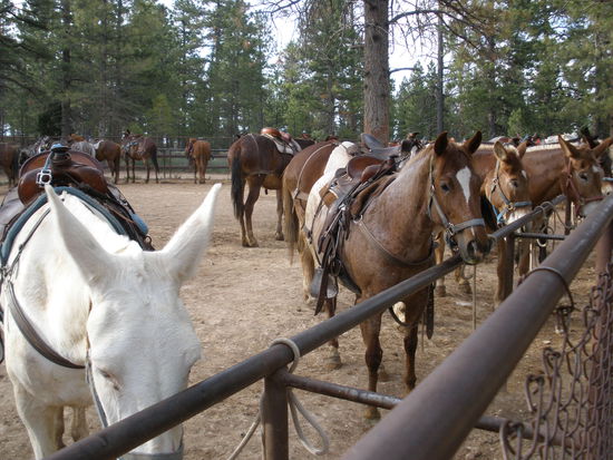 Und was für Touris reiten heute wieder mit uns?