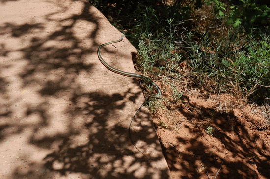 Was ist das für eine Schlange?