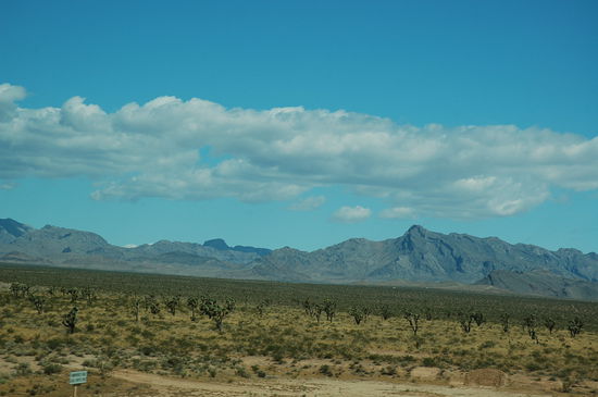 Joshua Trees säumen unseren Weg
