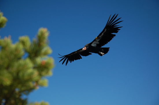 ein majestätischer Kondor