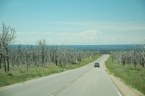 Hier gabs mal einen Waldbrand